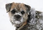 Cookie in the snow 2.JPG