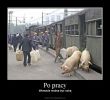 pigs train station.jpg