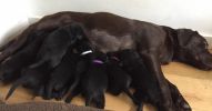 labrador-puppies litter.jpg