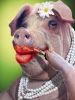 lipstick-on-a-pig.jpg