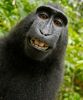 Macaques-monkey-self-portrait-500x602.jpg