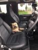 dog in truck.jpg